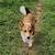 Corgis 1 thumbnail