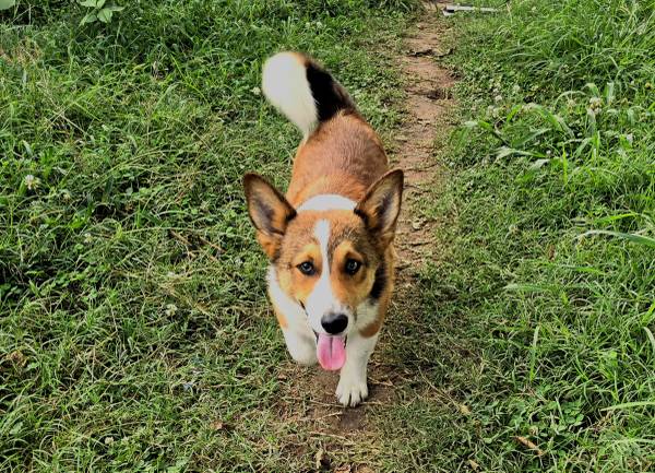 Corgis 1