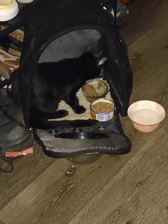 Kitten for $30 (santa rosa)63862108379009120