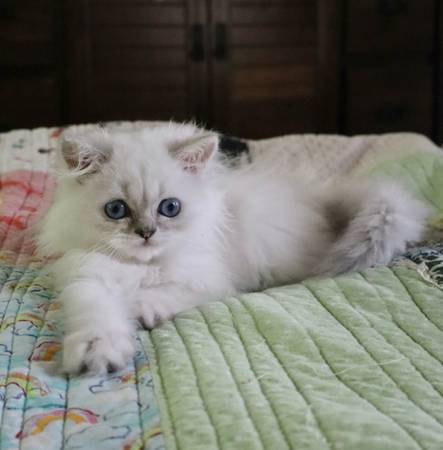 Himalayan Kitten (Micanopy)63992989775875120