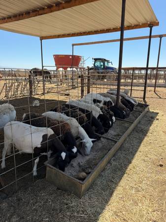 Lambs 1