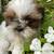 shih tzu puppies 4 thumbnail