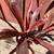 Bromeliads - cold hardy tropical plants 9 thumbnail