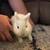 Netherland Dwarf Bunnies 3 thumbnail