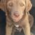 Chesapeake Bay Retriever puppy 3 thumbnail