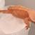 Crested Gecko, Breeding trio. Pink base Proven 9 thumbnail