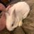 Two White Baby Bunnies looking for a home 2 thumbnail