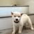 Shiba Inu puppies 2 thumbnail