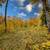 The Possibilities are Endless with this 4.5 Acre Lot 12 thumbnail