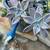 Ghost Plant Graptopetalum Succulents Sedum Cactus Garden Landscape Aloe 1 thumbnail