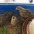Coturnix Jumbo Quail 2 thumbnail