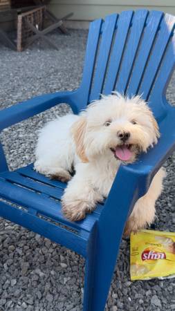 Maltipoo (Buckley)63826636887041121