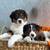 Australian sheperd 4 thumbnail