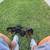 Doberman Pups / Rehoming 5 thumbnail
