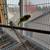Parakeets needing new homes, 2 Albinos 3 thumbnail