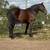 Percheron Gelding 1 thumbnail
