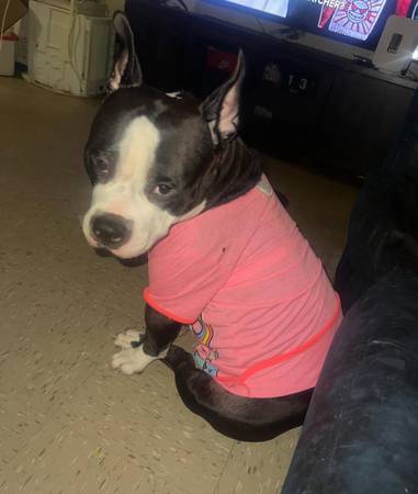 Puppy bully63875536162179123