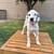 Dalmatian puppy rehoming 4 thumbnail