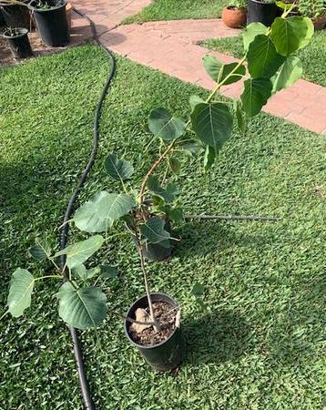 Audrey Fig (Banyan Tree) - Ficus Benghalensis 1