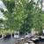 BUY 4 LARGE RED MAPLE TREES GET ONE FREE 15 thumbnail