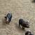 IPP/KUNE KUNE PIGLETS 6 thumbnail