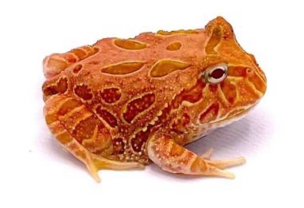 Pacman frog pac man 1