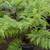Australian Tree Fern 8 thumbnail