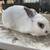Rabbits for Sale 7 thumbnail