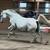 Horse boarding 2 thumbnail