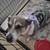 Stocky Jack Russell- Lilly 3 thumbnail