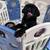 Puppies 2 thumbnail