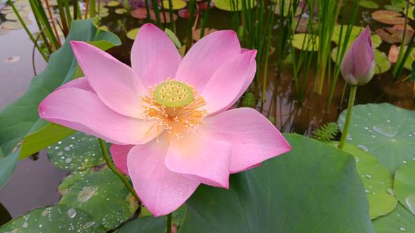 Water Lilies & Pond Plants - $5 (Magnolia)63471067049217122