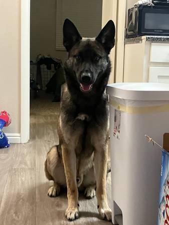 Rehoming Belgium malinois 1