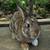 Small breed rabbits 11 thumbnail