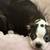 Two Puppies needing to rehome 1 thumbnail