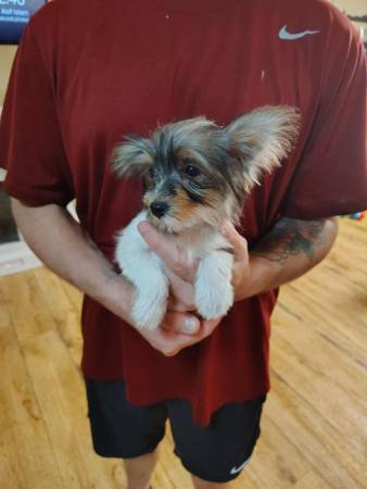 Cachorros Yorkie (Purcell)63670625750913121