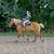 Babysitter Broke, Beginner Safe, Belgian Gelding Broke to Ride & Drive 2 thumbnail