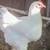 Hens 9 thumbnail