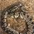Ball python 2 thumbnail