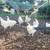 Organic-fed Free-Range Young Roosters Buy 3 Silkie Roosters Get 1 Free 2 thumbnail