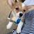 Corgi for Rehoming 6 thumbnail