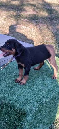 Rottweiler (Shannon)63625229147905121