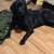 FREE Black lab full bred for sale 1 thumbnail