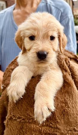 Golden Retriever (Houston)63859314017153121