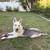 Rehoming German Shepherd Puppy 5 thumbnail