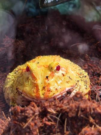 Frog 1