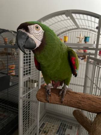 Looking for my Severe Macaw64141765513089120