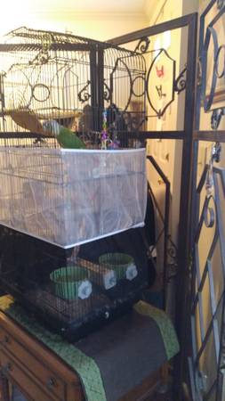 Pineapple Conure (Virginia Beach)63882831299329124