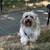 Dog 1 thumbnail