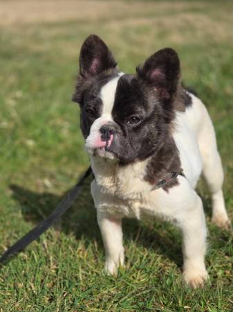 Fluffy frenchie girls. (Bellingham)63816088338179121